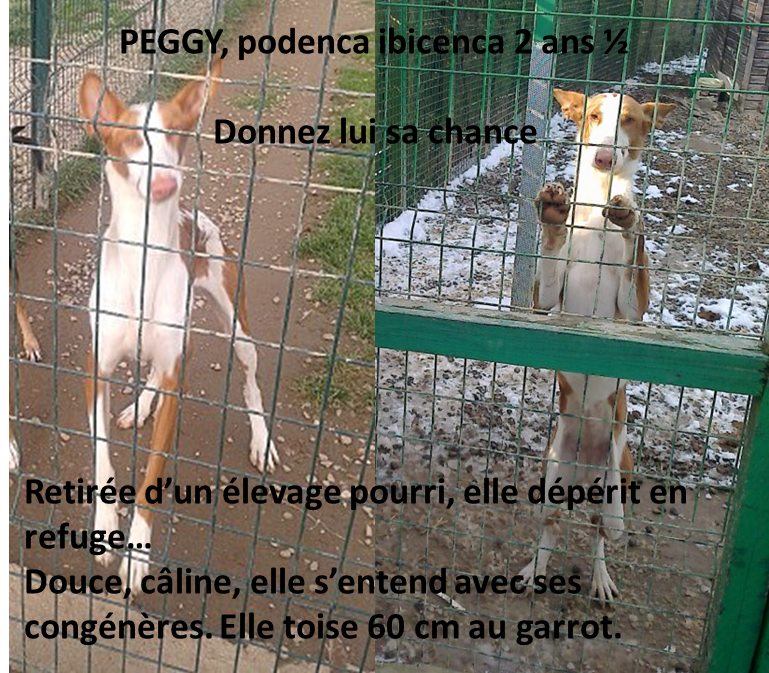 Podencos et Chart polsky en refuge  Peggy_10