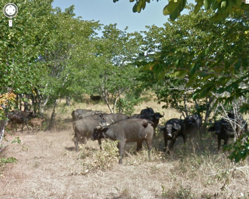 STREET VIEW : Les animaux - Page 7 Buffle10