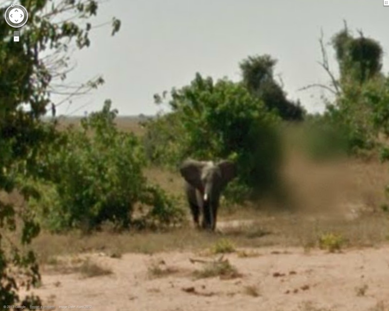 STREET VIEW : Les animaux - Page 8 Elepha11