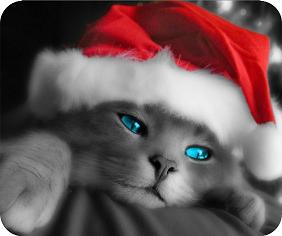 Joyeux Noel - Merry Christmas!!! Minou10