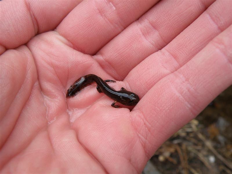 Larve de Salamandra salamandra "in natura" Pc280018