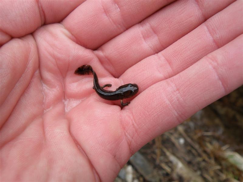 Larve de Salamandra salamandra "in natura" Pc280019