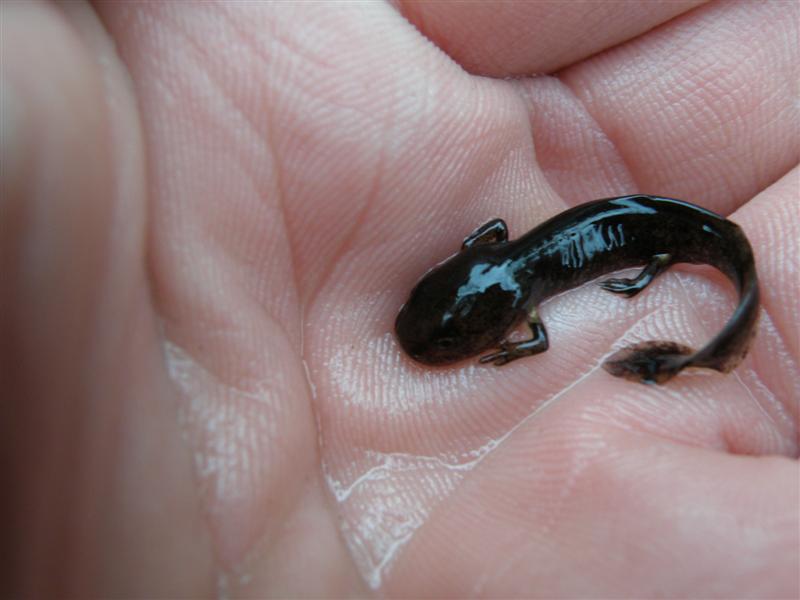 Larve de Salamandra salamandra "in natura" Pc280021