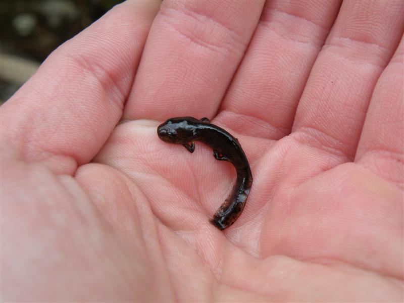 Larve de Salamandra salamandra "in natura" Pc280022