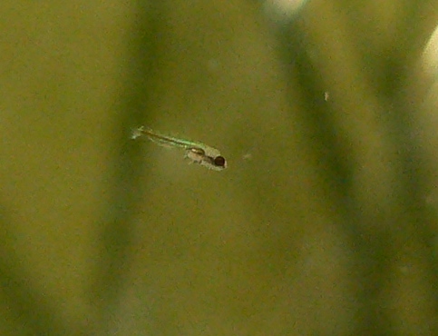 repro du Trichopsis pumilus Alevin12