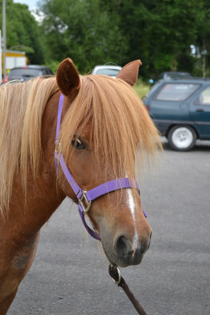 INDIANA - ONC Poney née en 2000 - adoptée en septembre 2018 par Alexandre 17_jui14