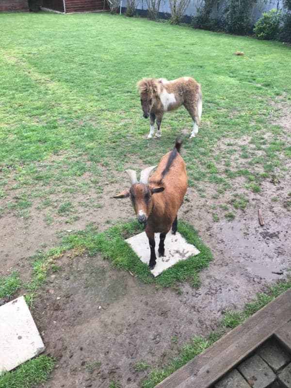 IL EST BEAU - ONC Poney typé Shetland né en 2018 - adopté en avril 2019 par Géraldine 58419810