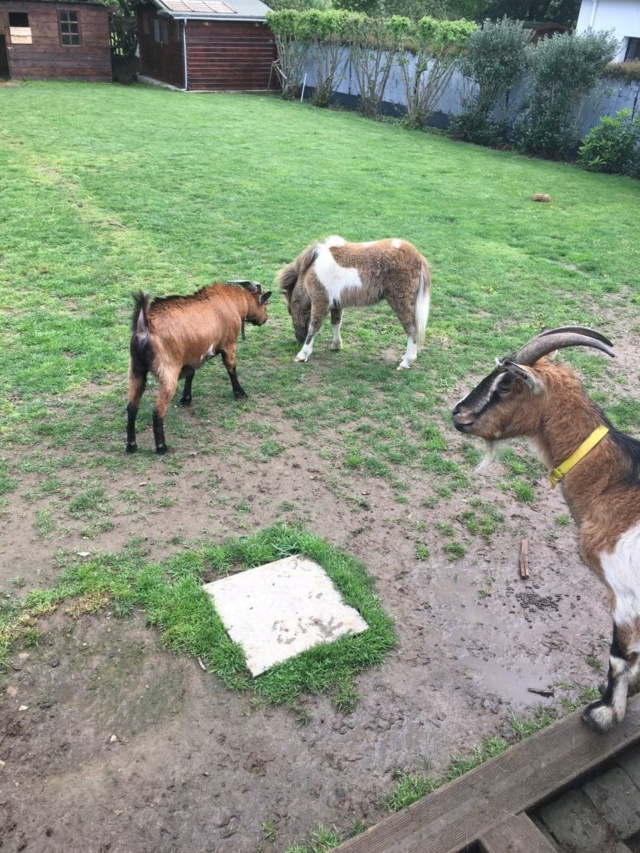 IL EST BEAU - ONC Poney typé Shetland né en 2018 - adopté en avril 2019 par Géraldine 58442210