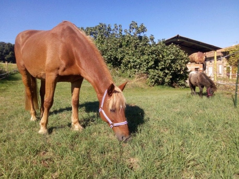 BLONDY - ONC Selle née en 2000 - adoptée par Gaëlle en septembre 2019 69885711