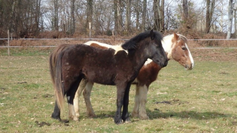 RUMBA, SALSA et HIP-HOP (HIPHOP) : les poneys sauvages entrent dans la danse Hiphop10