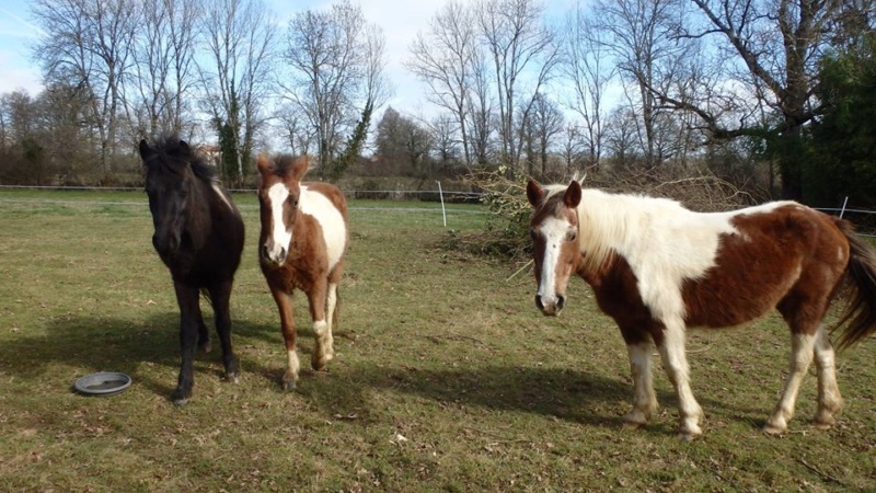 RUMBA, SALSA et HIP-HOP (HIPHOP) : les poneys sauvages entrent dans la danse Mzoziz11