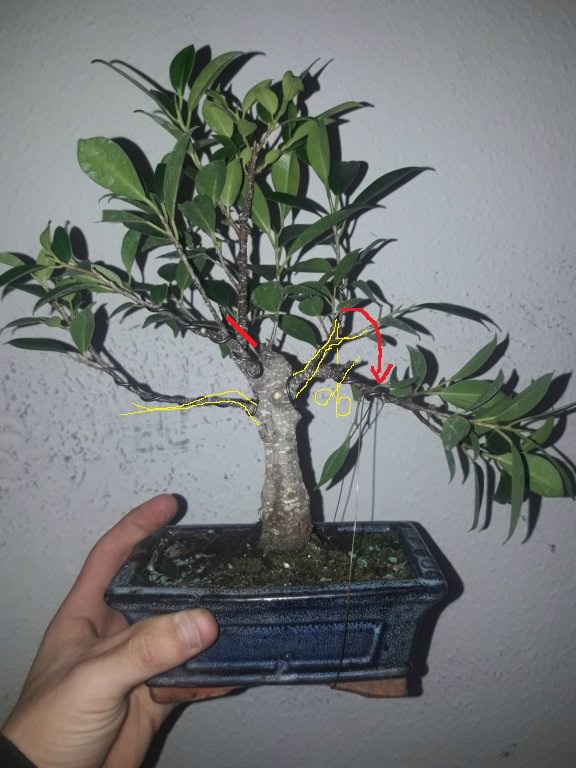 Ficus retusa de 5 años comercial Dvjoes10