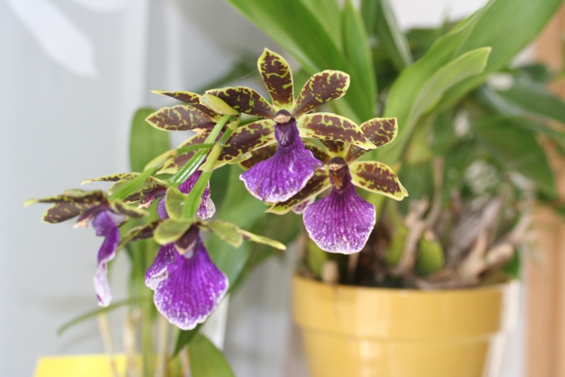 Zygopetalum Img_5010