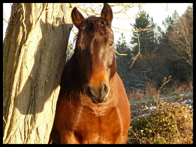 Prince, roi de mes montagnes ! Des nouvelles, pas fameuse ! P1020338