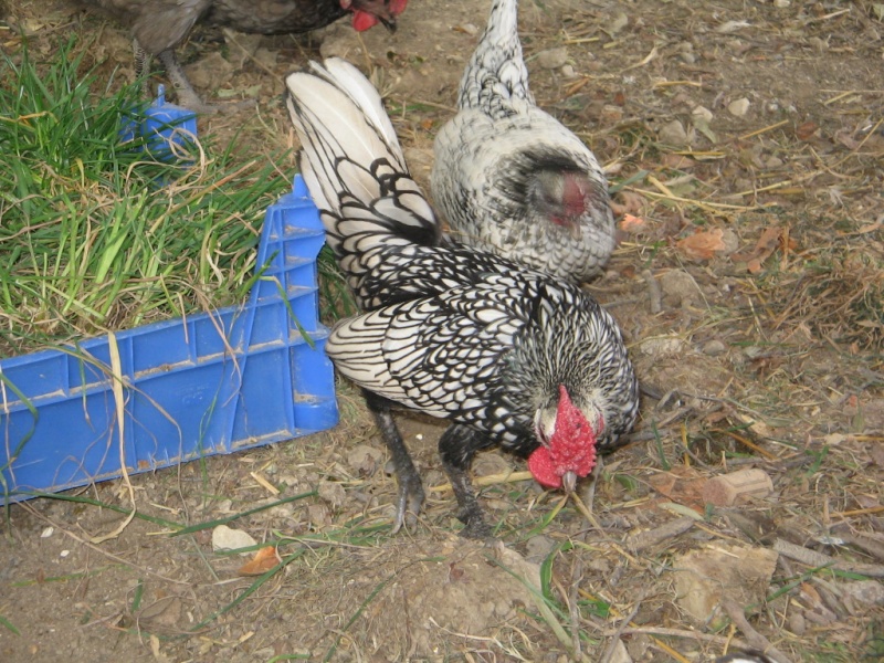 mes nouvelle poules venu d'ardeche Img_0058