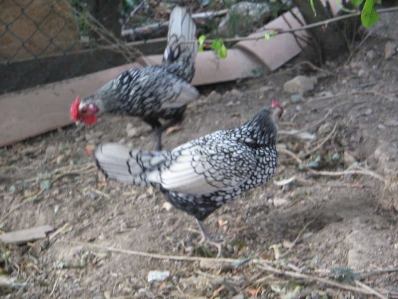 mes nouvelle poules venu d'ardeche Img_0059