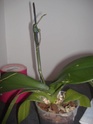 conseils pour un phalaenopsis Photo_13