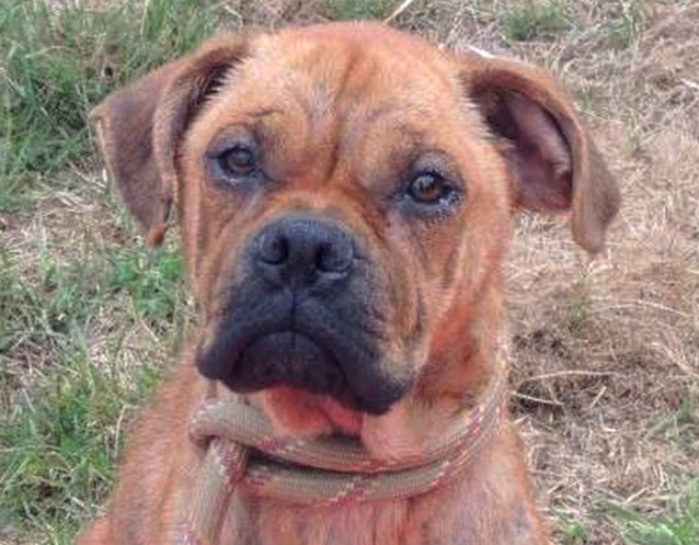 Havana, F x boxer fauve, ne en 01/2013, Adopte ! Dscn4610