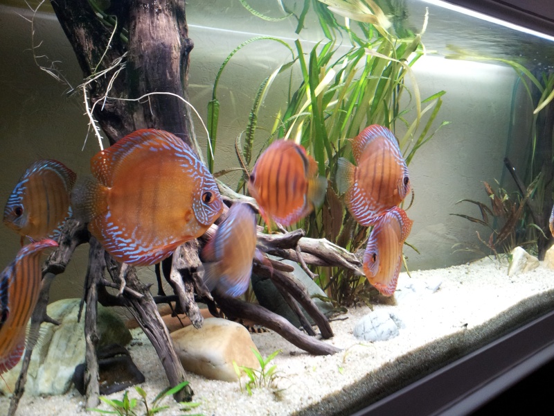 Mes discus sauvages dans mon 450 litres - Page 4 20130212