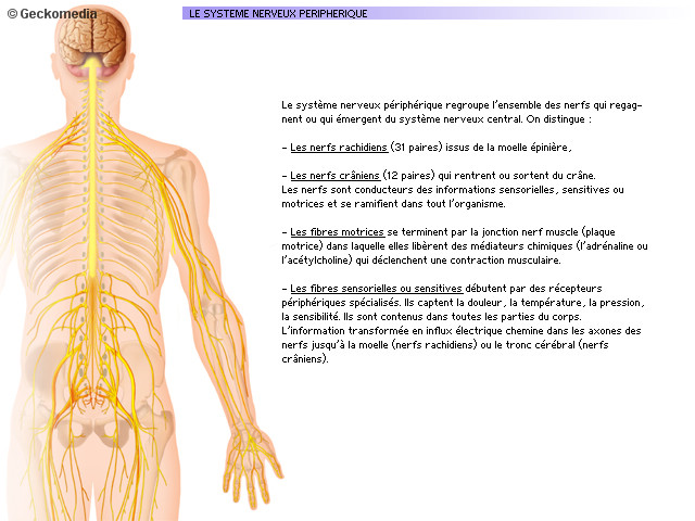 Petits schemas pour la neuro 1010