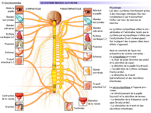 Petits schemas pour la neuro 1510