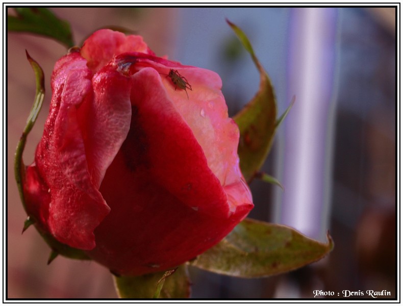 Dernières roses Rose_m10