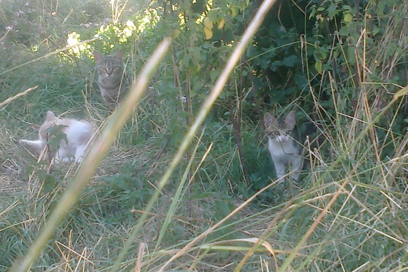 Année 2013 - Marvejols - 30 chats errants, femelles pleines, chatons... 15 stérilisés, 6 chatons récupérés. - Page 4 03092012