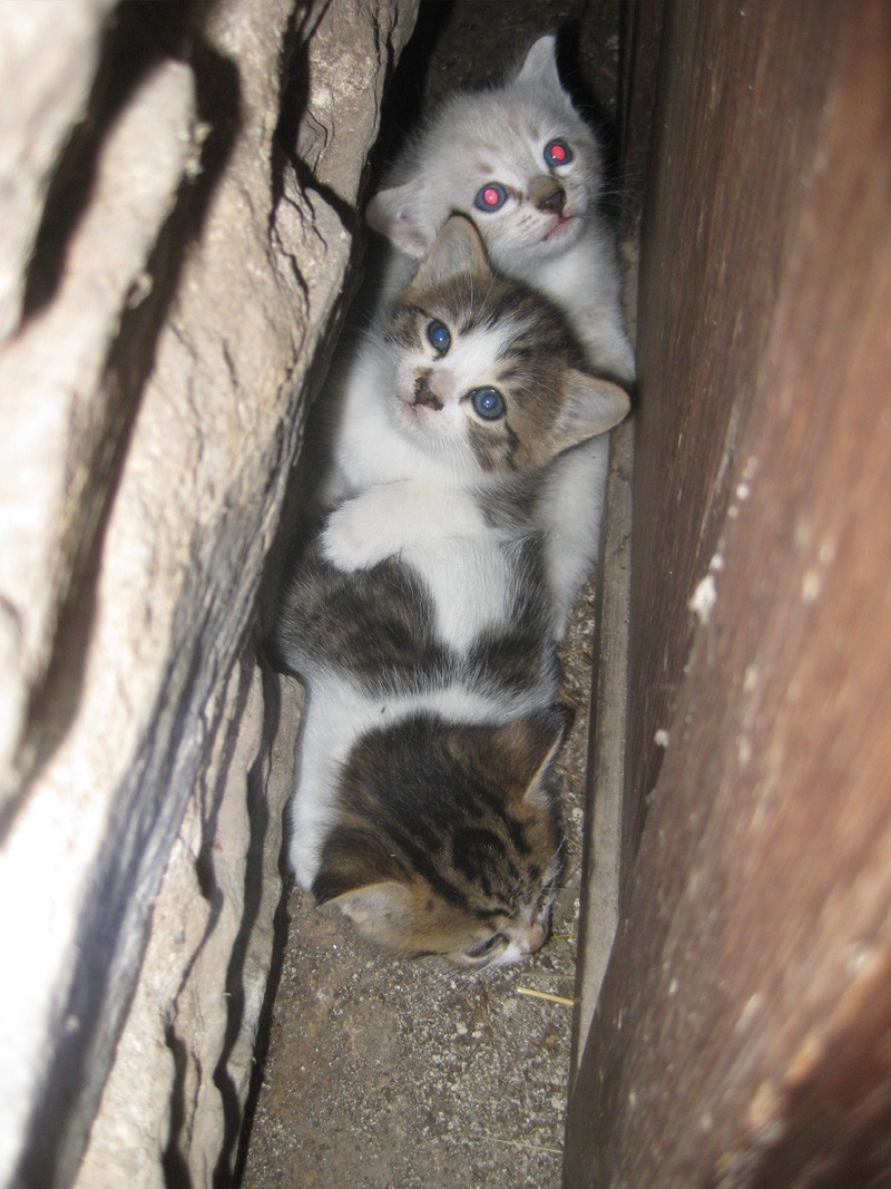 Dpt 48 - Florac - 3 chatons, 1 mâle, 2 femelles nés dans une grange - Pris en charge ! 800_ch10
