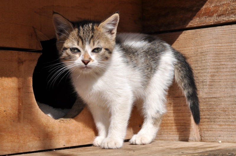 Dpt 48 - Sally - Chatonne de 2 mois - Tigrée blanche - Adoptée !!! Dsc_0034