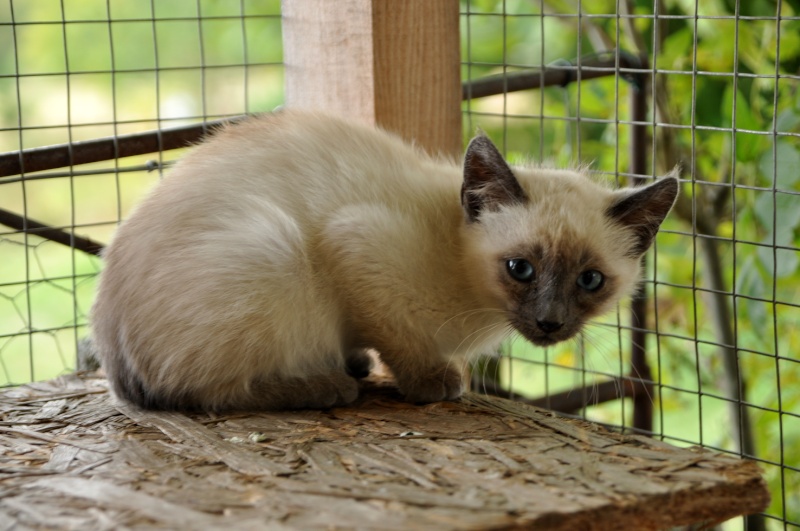 Dpt 48 - Siam - Chaton typé siamois - 3 mois et demi - Adopté !!! Dsc_0062