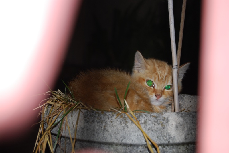 Dpt 48 - Balsiège - 3 adultes et 4 chatons (dont un blessé) errants... (1 opéré et adopté) Dsc_0112