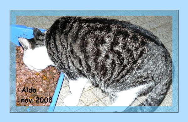 Aldo, chat tigr et blanc, 1 an, asso en Suisse  Lauserne Aldo10