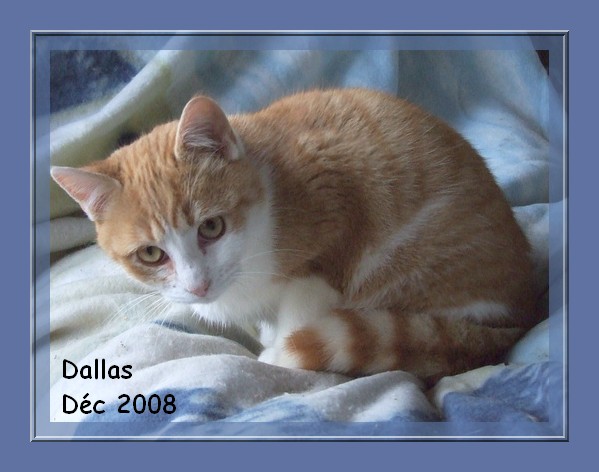 DALLAS, chaton MALE roux et blanc Dallas11