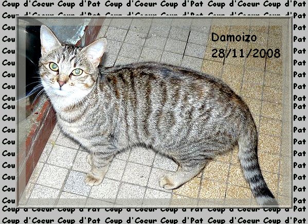 Cacahuette (Damoizo) chaton fem trige gris Damoiz10