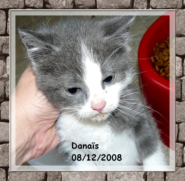 DANAIS chaton femelle blanche et bleu fonc Danais11
