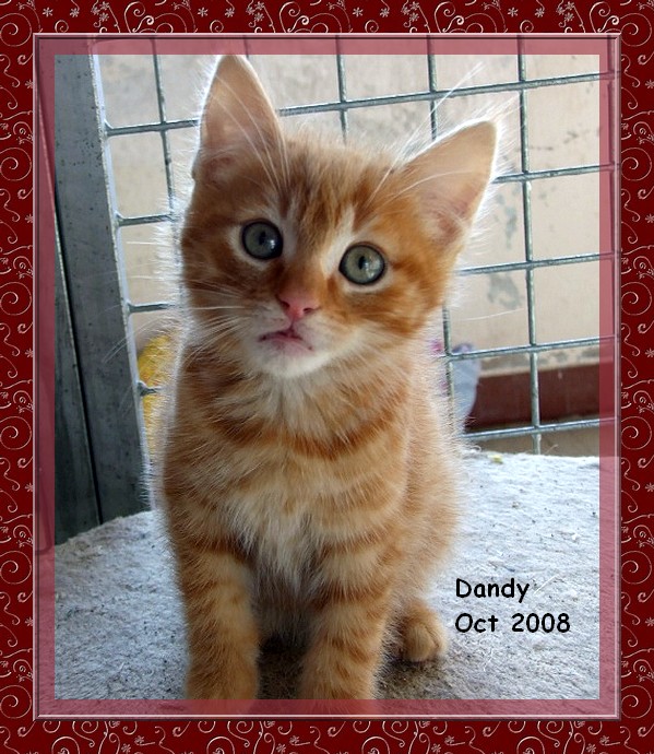 Dandy, chaton roux 7 semaines super sympa  86/79/49/37 Dandy010