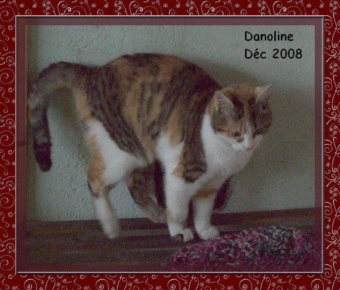 Danoline, chaton fem tricolore 6/7 mois 86/79/49/37 Danoli15