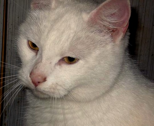 Drage, adorable chatte toute blanche aux yeux d'or Dddddd11