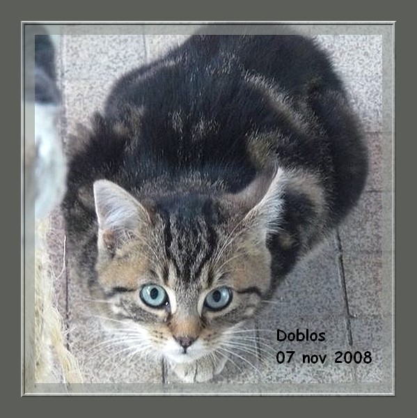 Dobly magnifique chaton  femelle tigre 86/79/49/37 Doblos14