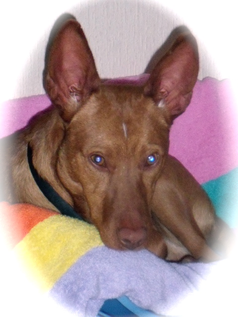 Kito, adorable podenco (petit lévrier) né fin 2009 Gedc0413