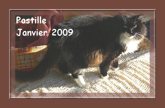 Pastille, magnifique chatte angora noire et blanc 86/79/37/49 Pastil15
