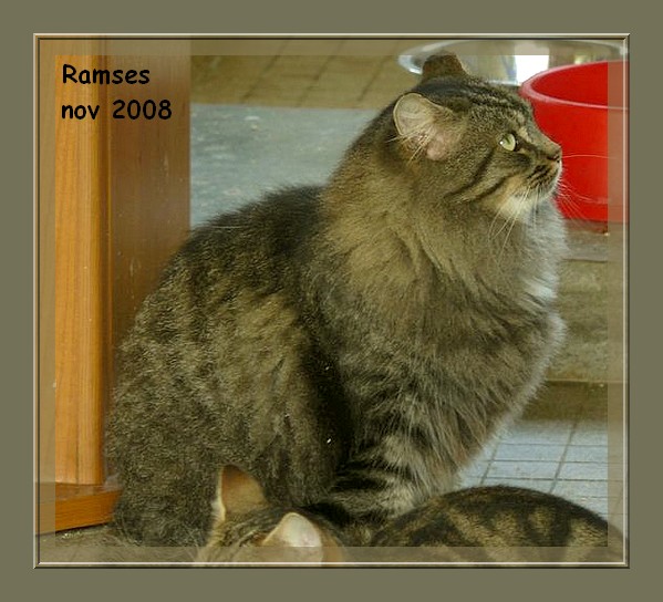 Ramss, brown tabby poils longs Ramses10