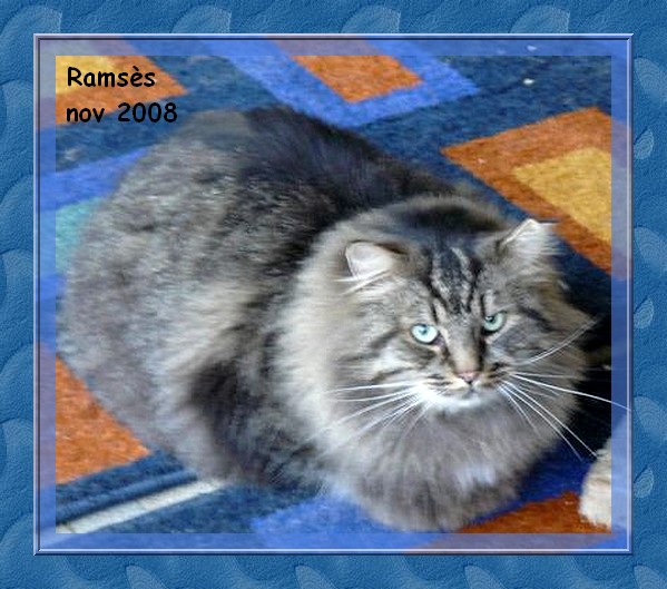 Ramss, brown tabby poils longs Ramses11