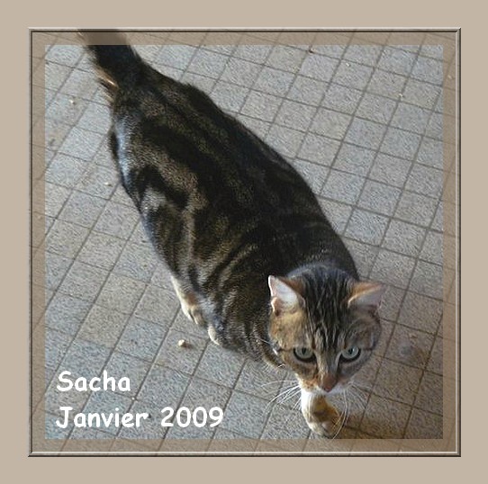 Sacha, jolie tabby brown Sacha11