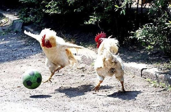 Chicken Soccer Zmefm110