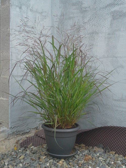 panicum virgatum "squaw" Pennis11
