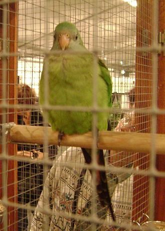 salon de la fleur et de l'oiseau à Antibes-Juans les pins Salon_22