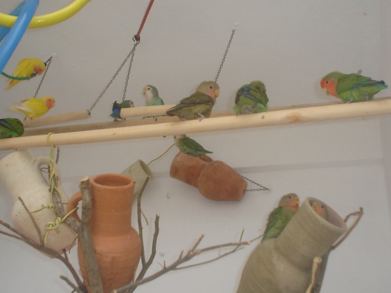 Mes oiseaux!!! Photo_64