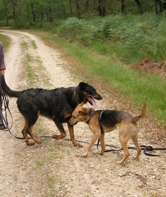 Mes animaux, les plus beaux!! :-) Foto2610