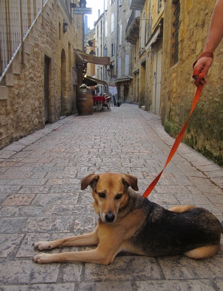 Mes animaux, les plus beaux!! :-) Img_1013